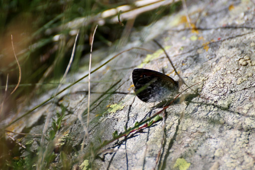 Erebia montana ed Erebia dromus/cassioides